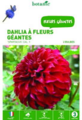 Dahlias à fleurs géantes Spartacus rouge profond -