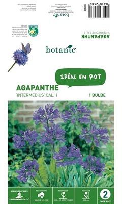 Bulbe d?Agapanthe Intermedius - Violet