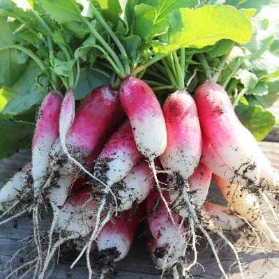 Ruban de graines bio Carotte Nantaise et Radis de
