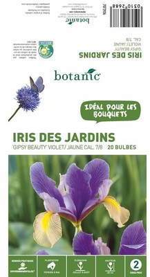 20 bulbes d?Iris Hollandica Gipsy Beauty ? Violet
