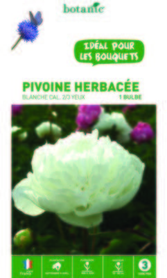 Pivoine herbacée blanche - 1 bulbe calibre 1