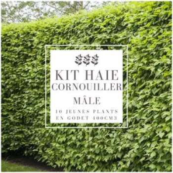 Kit Haie Cornouiller Mâle (Cornus Mas) - Haie en Kit Kit Haie Cornouiller Mâle