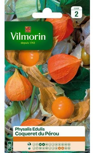 Physalis Edulis Coqueret du Perou