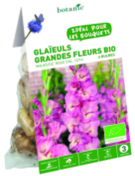 6 bulbes de Glaïeul Grande Fleur Hybride Majestic