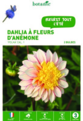 Dahlias à fleurs danémone haut Polka blanc c?ur j