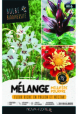 Mélange de fleurs couleur pourpre - 20 bulbes de c