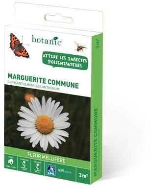 Marguerite commune