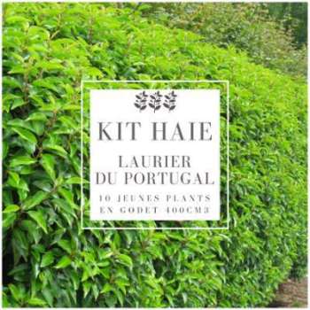 Kit Haie Laurier Du Portugal (Prunus Lusitanica) - Kit Haie Laurier Du Portugal