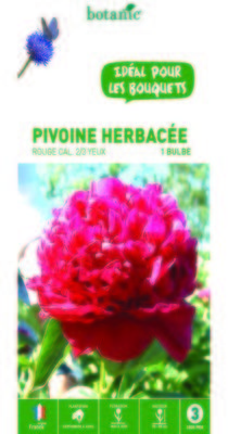 Pivoine herbacée rouge - 1 bulbe calibre 1