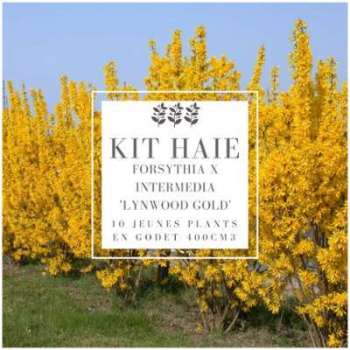 Kit Haie Forsythia (Forsythia X Intermedia Lynwood Kit Haie Forsythia (Forsythia