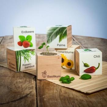 Ecocube - plantes dans des cubes en bois - Bambou Ecocube - plantes dans des