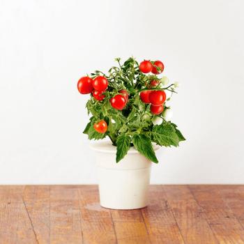 Recharges pour Click & Grow Jardin dintérieur int