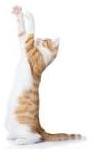 TEST FELV (LEUCOSE) FIV (SIDA) CHAT SUR SANG TOTAL