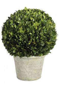 Buis Boule Dans un Pot 21Cm Vert 30X41Cm J-line